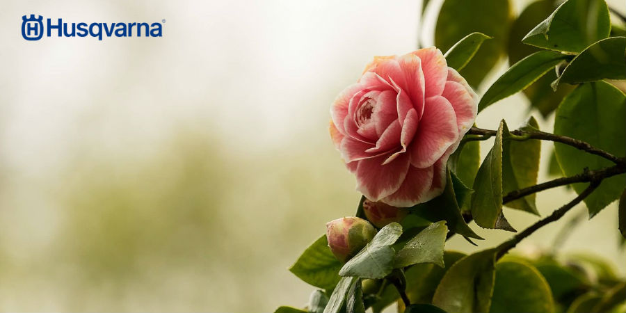 Camelia, el arbusto sinónimo de belleza y elegancia