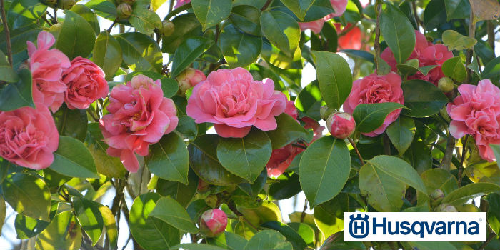 camelias-rosas