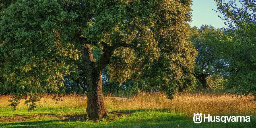 Descubre la encina, el árbol capaz de sobrevivir a condiciones extremas