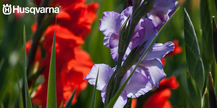 gladiolo-violeta