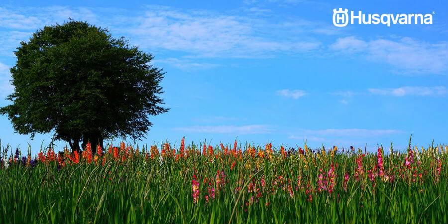 El gladiolo llenará de vida y color tu jardín