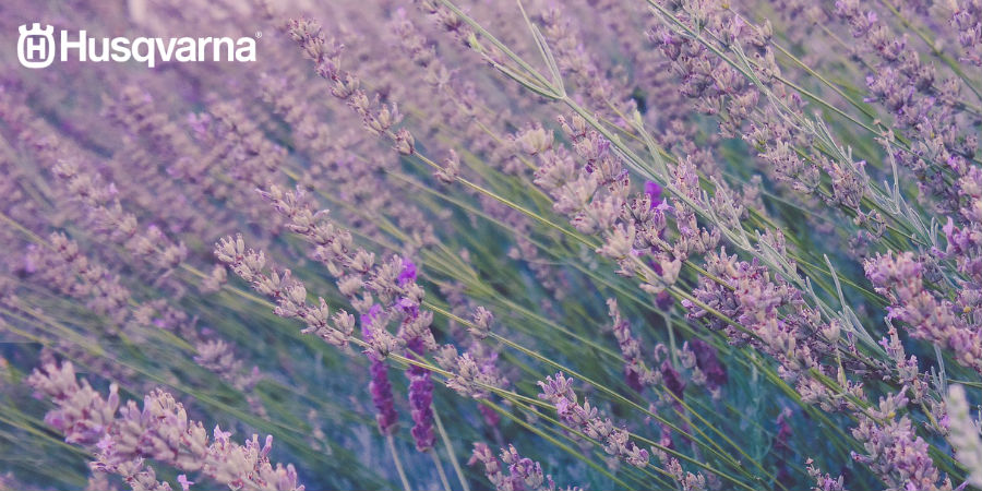 Descubre las cuatro plantas aromáticas más populares