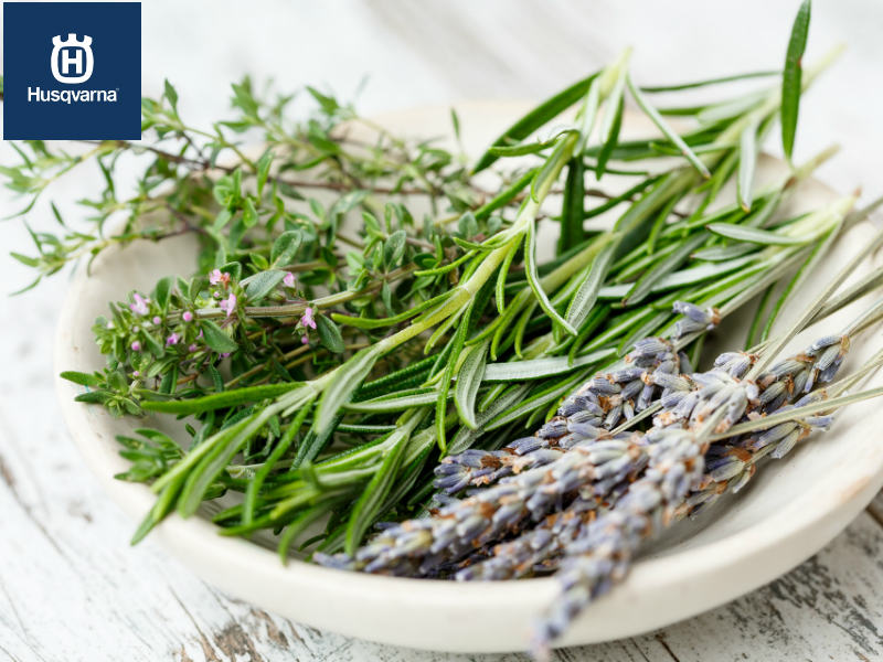 Descubre las cuatro plantas aromáticas más populares