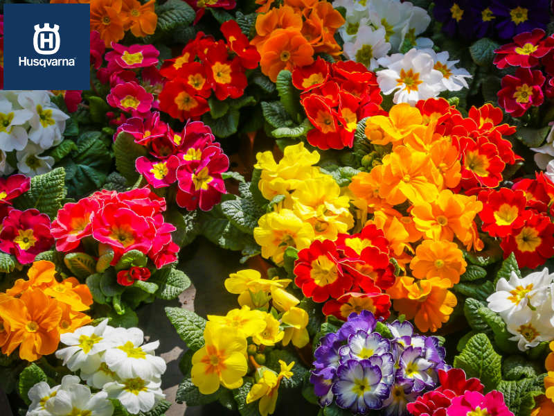 ¿Quieres un jardín colorido? Planta una prímula