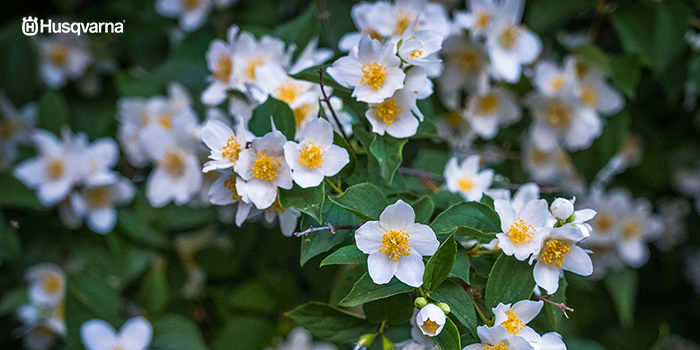 Cinco arbustos con flores para decorar tu jardín