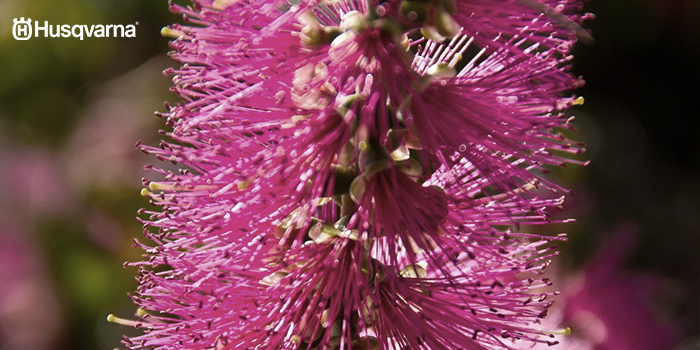 arbustos-con-flores-callistemon
