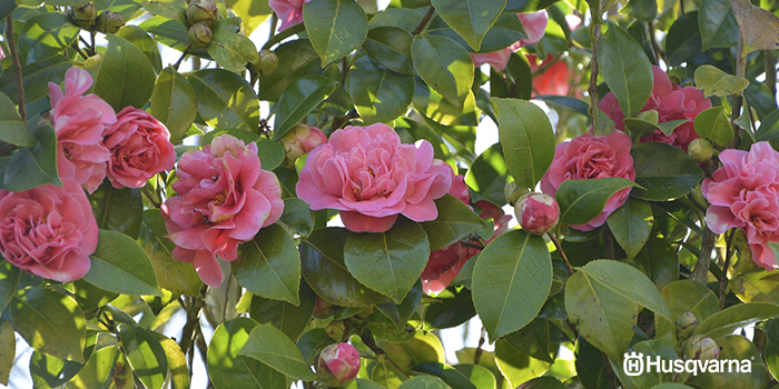 arbustos-con-flores-camelia