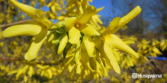 arbustos-con-flores-forsythia