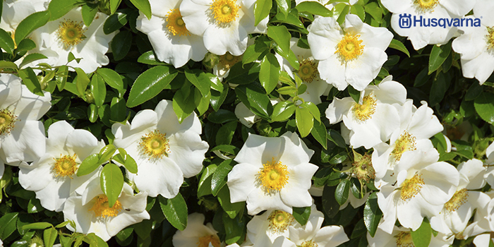 arbustos con flores-gardenia