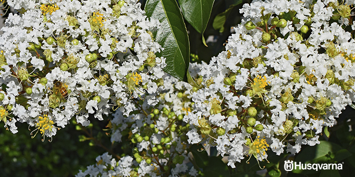 arbustos-con-flores