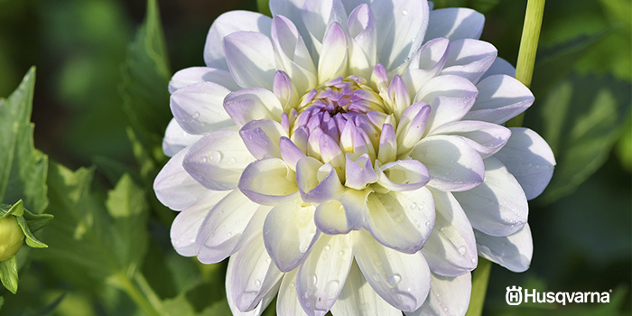 dalia-blanca