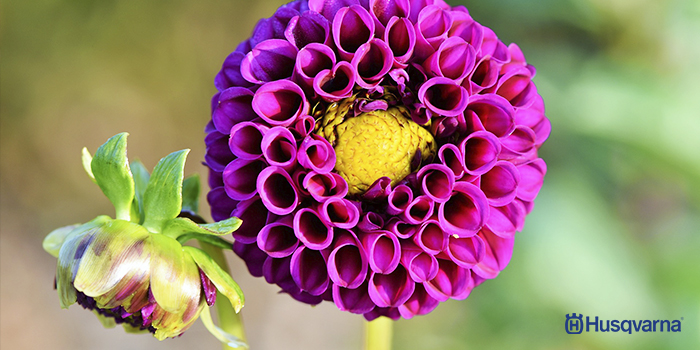 dalia-flores-de-temporada