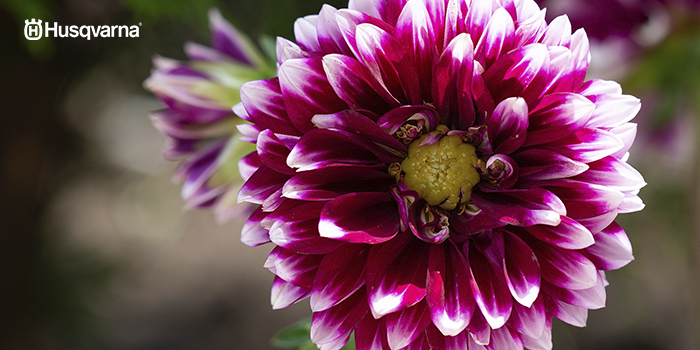 dalia-planta