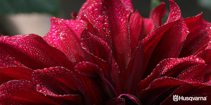 dalia-riego
