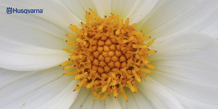dalia-tubérculos