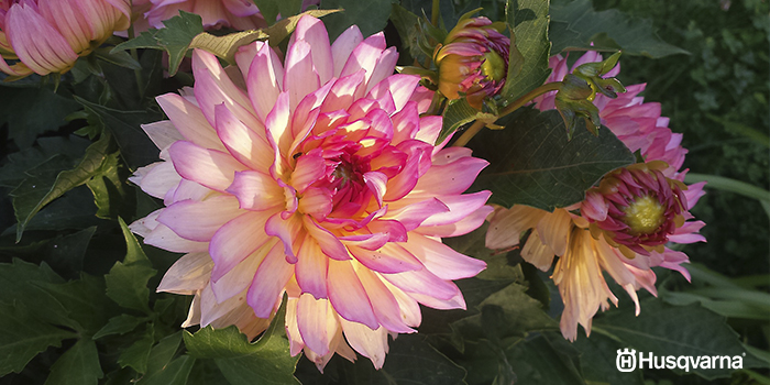 dalia-flor-dalia