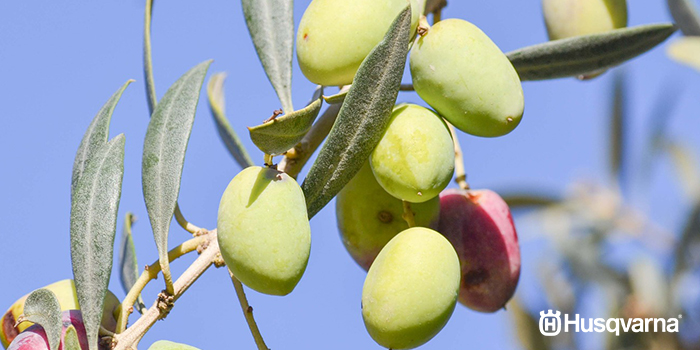 enfermedades-del-olivo-lepra