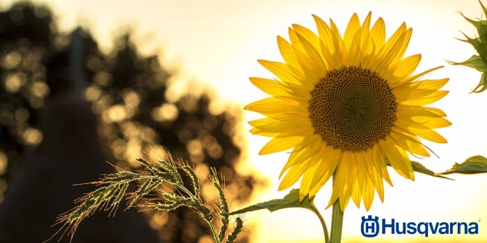 girasol-flor
