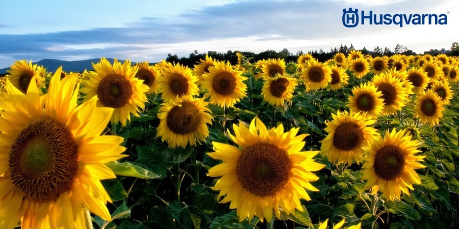 El girasol y sus peculiaridades