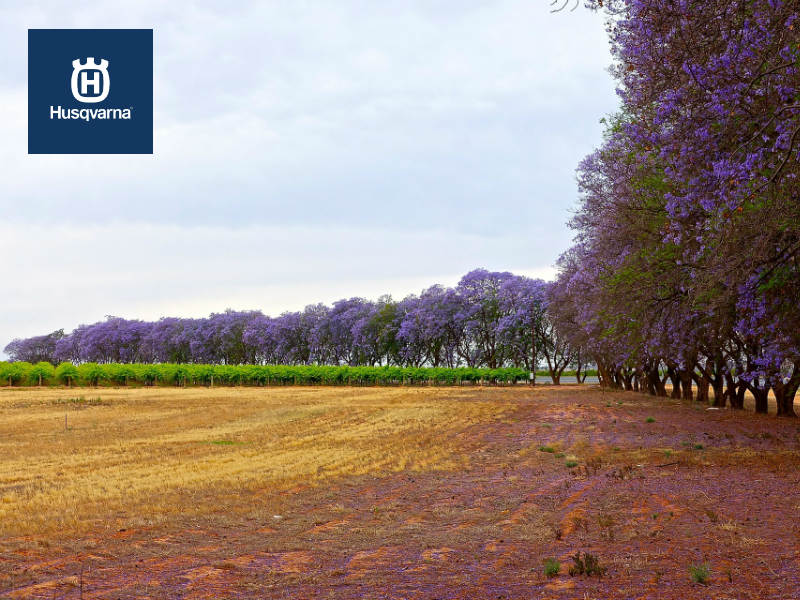 Enamórate de jacaranda, el árbol de hojas grisáceas y floración morada