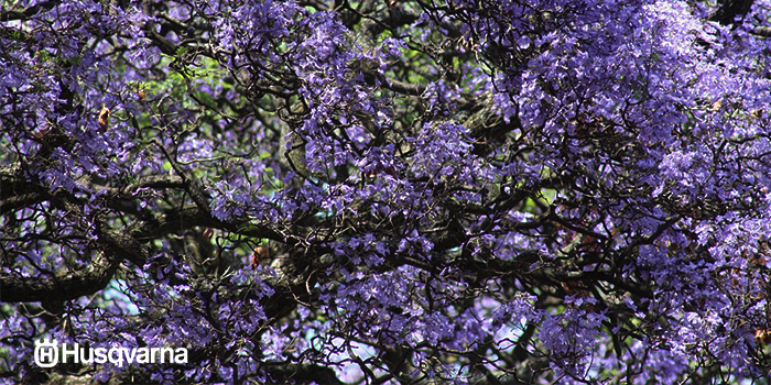 jacaranda-arbol-caduco