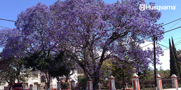 jacaranda-árbol-morado