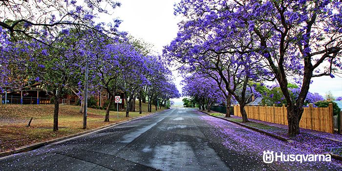 jacaranda-cuidados