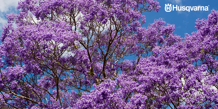 jacaranda-floración