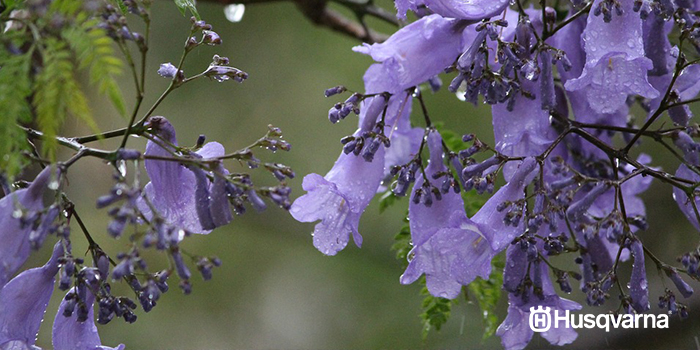 jacaranda-flores