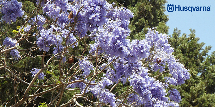 jacaranda-frutos