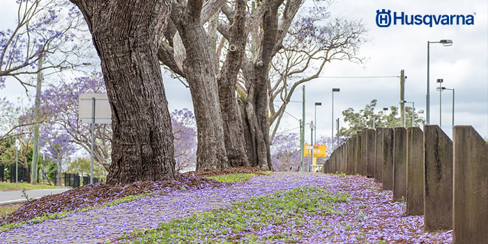 jacaranda-origen