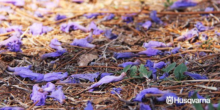 jacaranda-poda