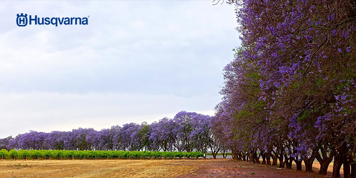 Enamórate de jacaranda, el árbol de hojas grisáceas y floración morada