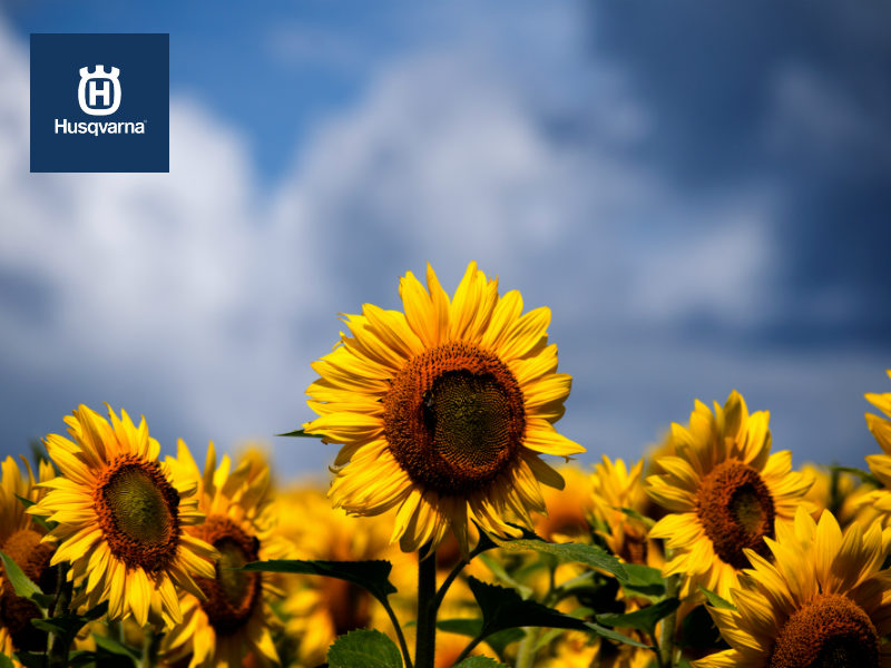 El girasol y sus peculiaridades