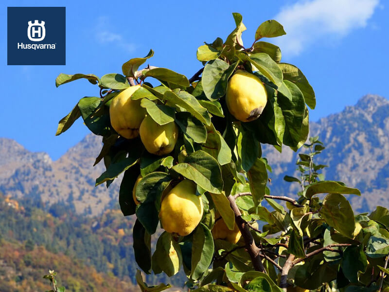 Árbol del membrillo, más que un simple arbusto frutal