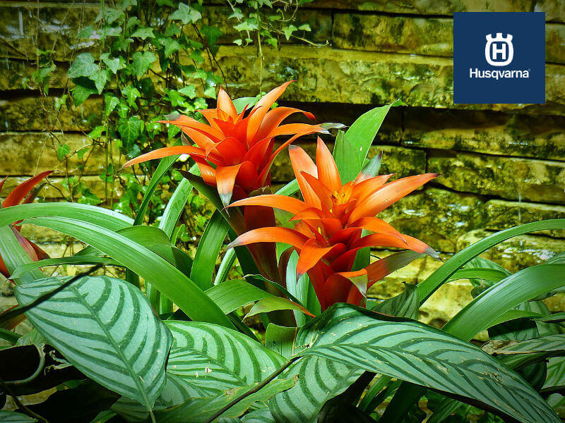 ¿Sabes qué cuidados necesita tu bromelia?