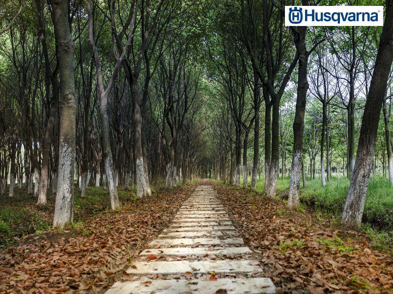 Descubre los caminos en jardines