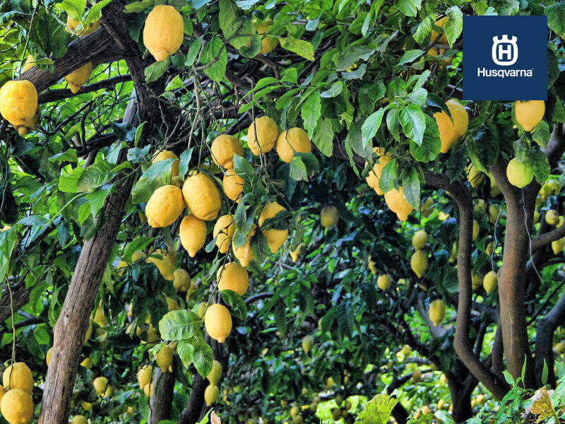 Cómo podar un limonero: Todo lo que debes saber