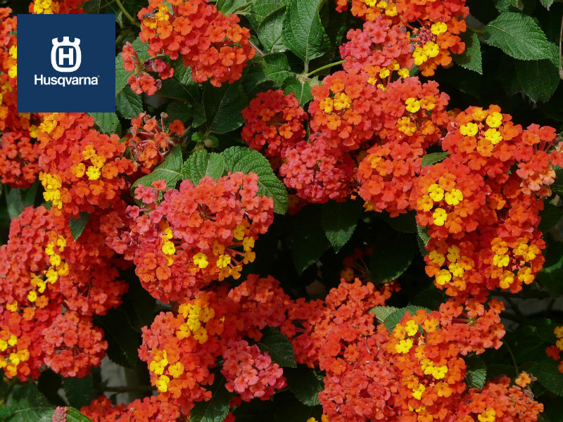 Lantana, la bandera españols