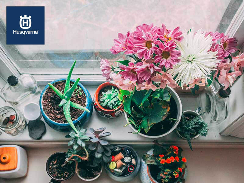 Cinco plantas de interior con flor para decorar tu casa