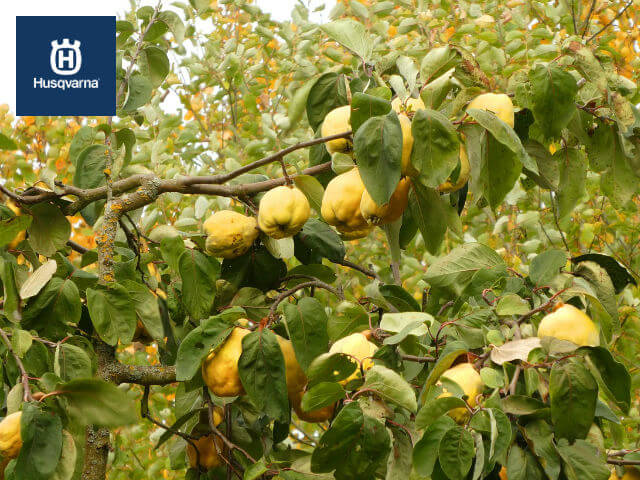 ramas-arbol-del-membrillo