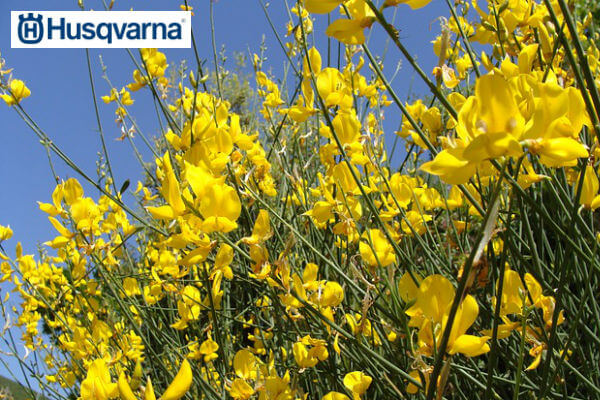 retama-flor-amarilla