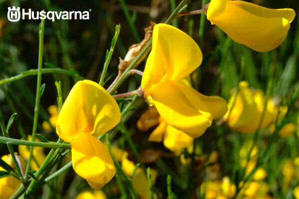 retama-flor