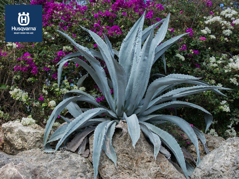 Agave, la planta suculenta multiusos