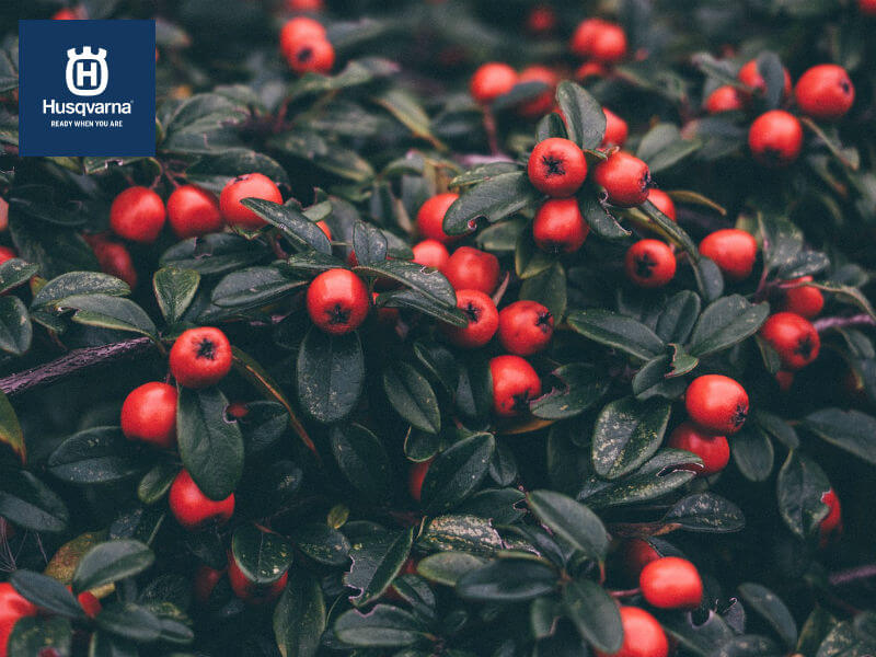 Descubre el cotoneaster y cuáles son sus cuidados