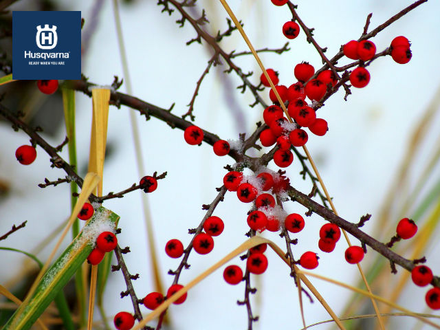 cotoneaster-invierno