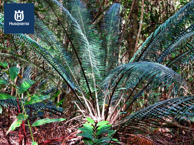 cycas-revoluta-hojas