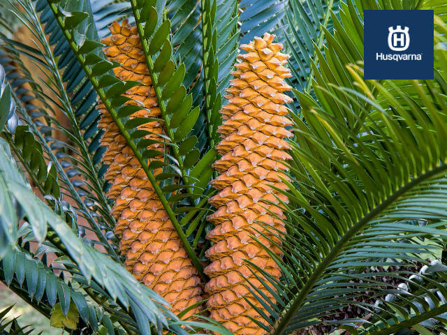 cycas-revoluta-piña