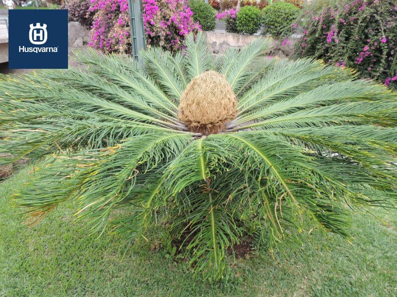 Cycas revoluta, especie rara y primitiva