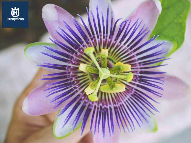 Una flor con historia, la flor de la pasión